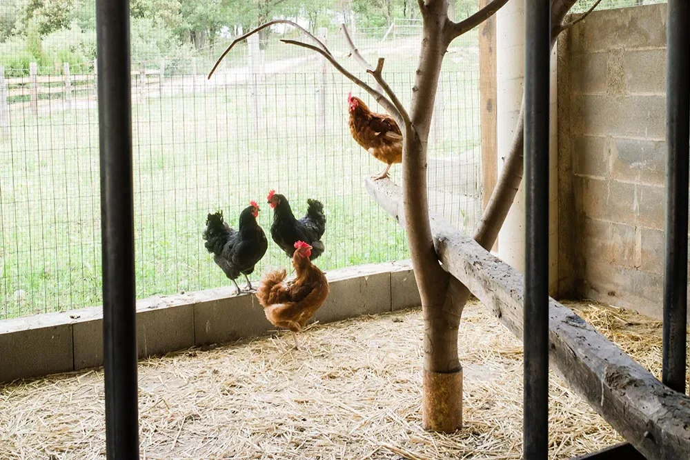 Visita els nostres animals Visitar i acariciar els animals de la nostra masia és una de le